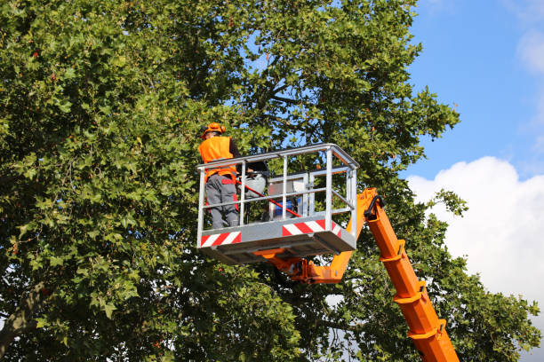 How Our Tree Care Process Works  in Matheny, CA